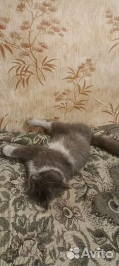 Кот бесплатно