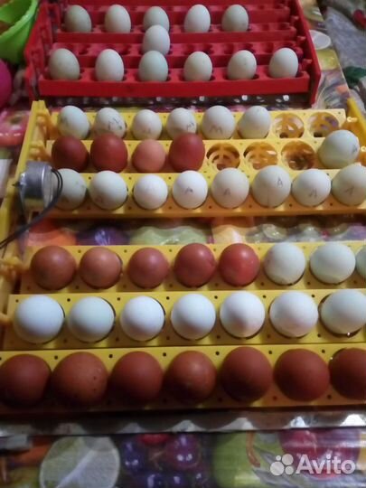 Цыплята Легбар Маран Араукана Амераукана Ухейилюй