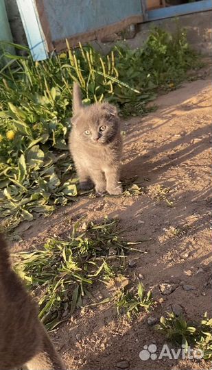 Котенок девочка в добрые руки