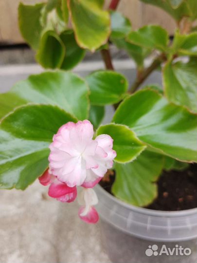 Бегония вечноцветущая