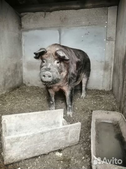 Продам хряка