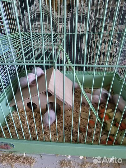 Сирийские хомячки малыши