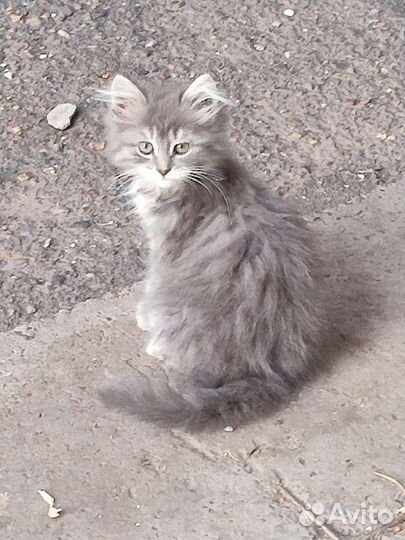 Сибирская, 2 мес
