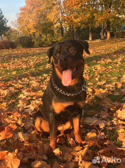 Кинолог дрессировка собак