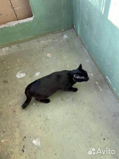 Кошка в дар