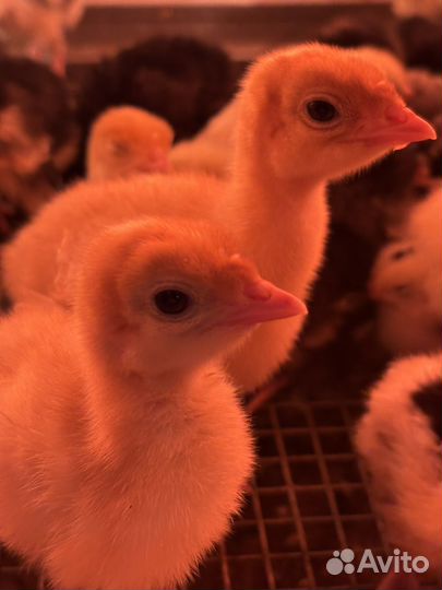 Цыплята