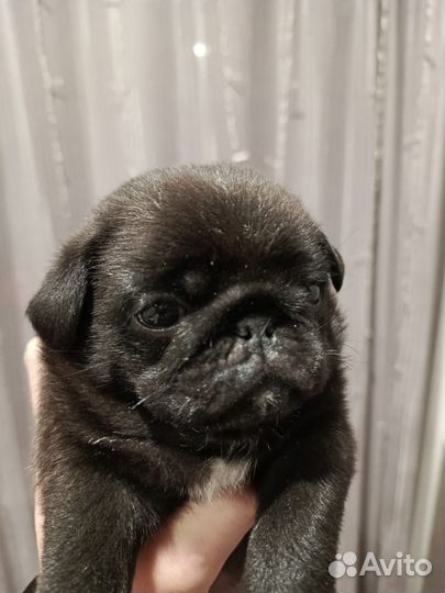 Щенки мопса мальчик