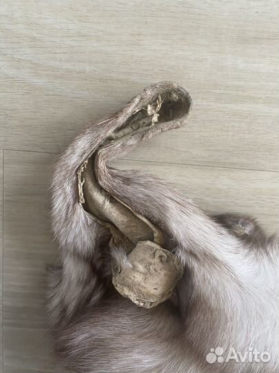 Шкурка песец