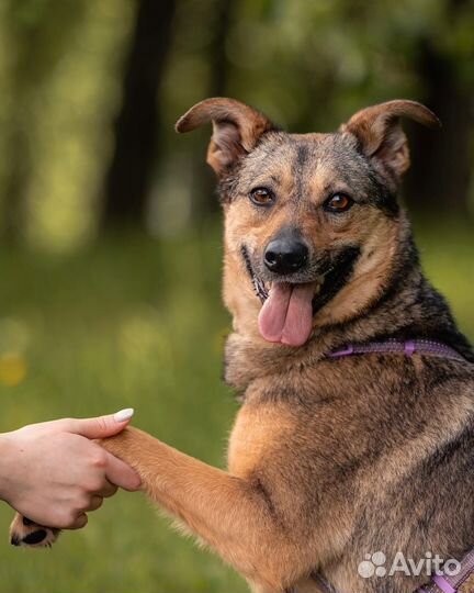 Небольшая собака в добрые руки отдам бесплатно