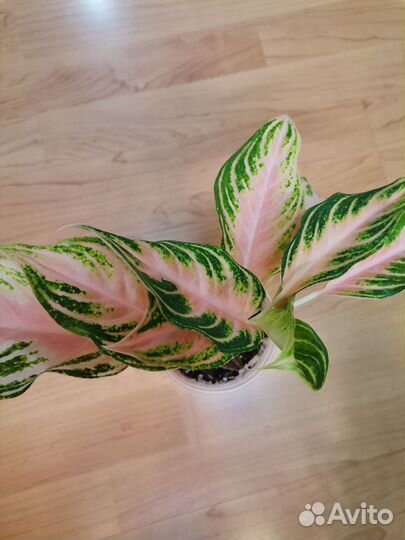Аглаонема Пинк Панама