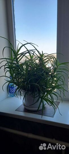 Алоэ столетник