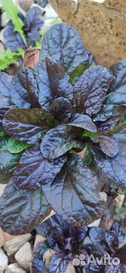 Живучка ползучая