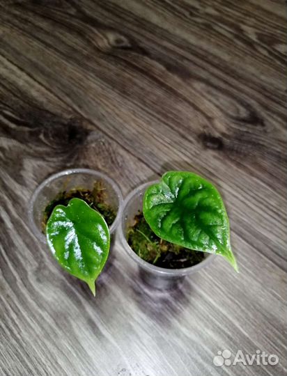 Алоказия Шкура Дракона