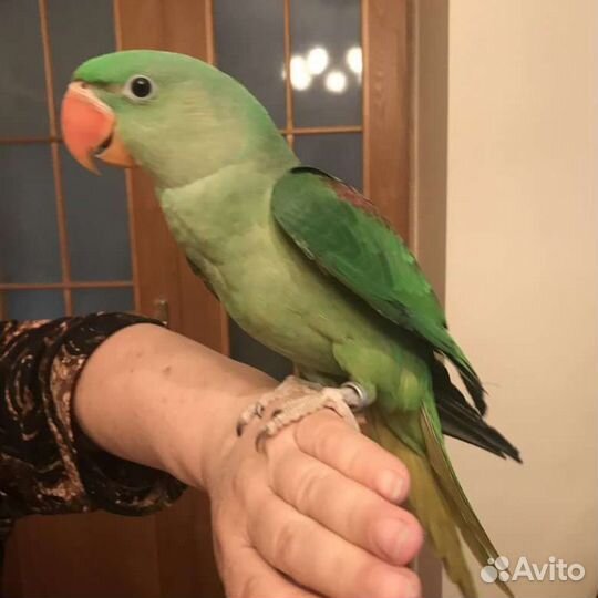 Александрийский попугай ручной птенец