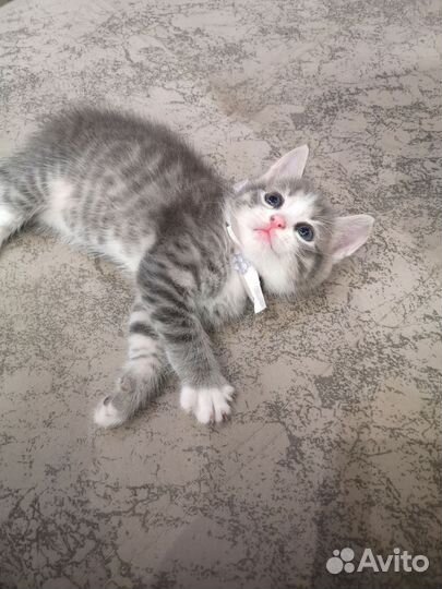 Кошки в добрые руки