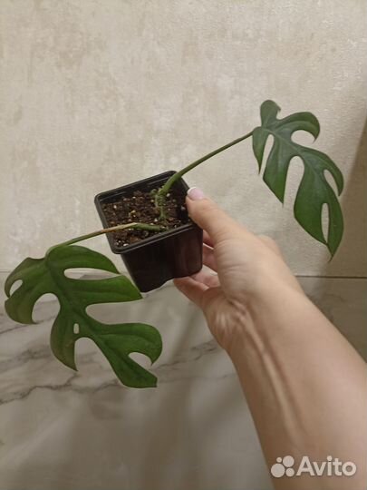 Монстера рафидофора