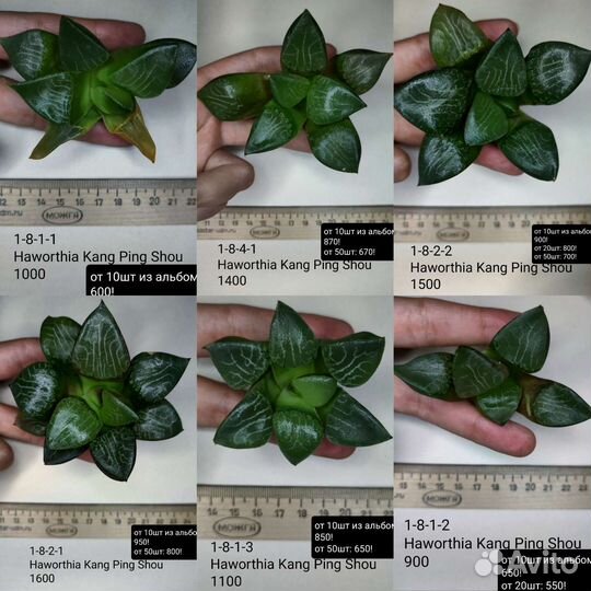 Суккуленты, хавортии 1/3