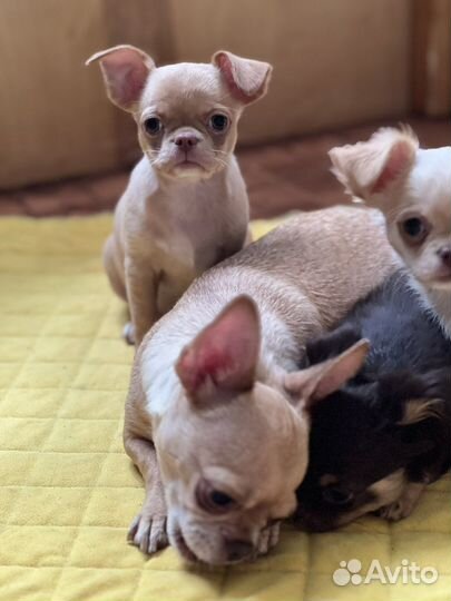 Чихуахуа чудо мальчик