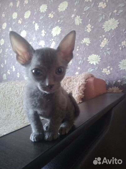 Отдам котенка в добрые руки, мальчик 2 мес