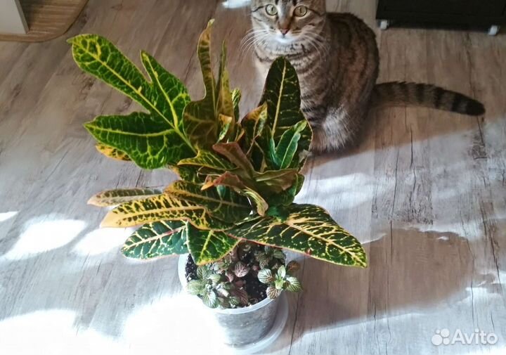 Кротон-кодиеум, фикус, хедера, эпипремнум