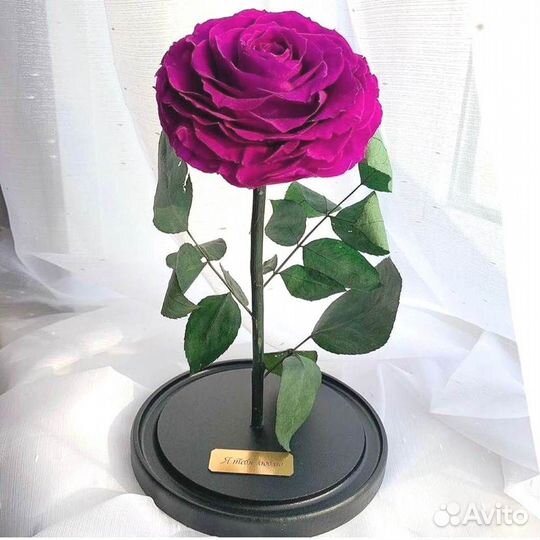 Роза в колбе. С гарантией