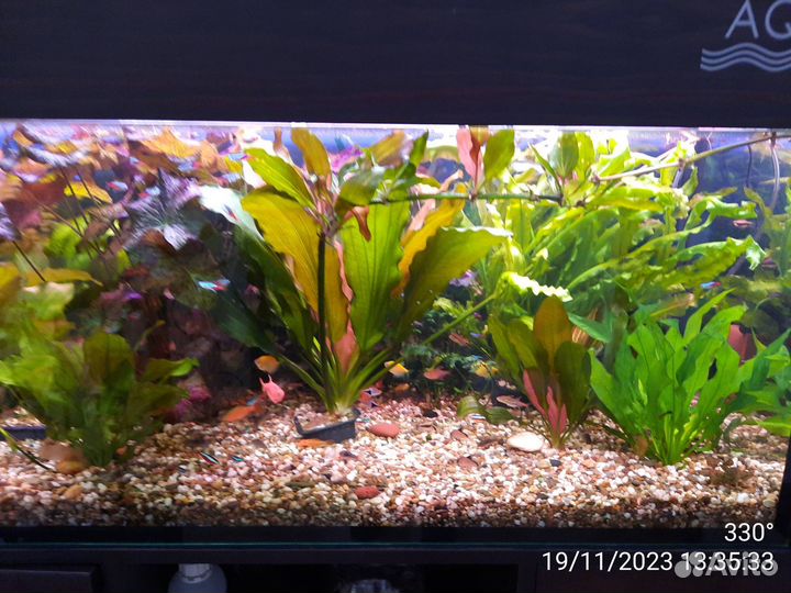 Аквариумные растения