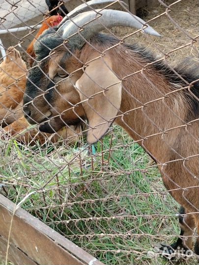 Нубийский козел вязка