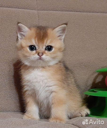 Золотые шиншиллы