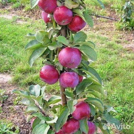 Саженцы колоновидной яблони Джин