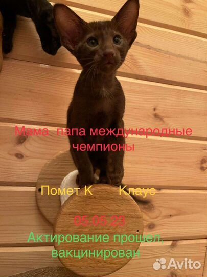 В квартиру, ориенталы в современном типе
