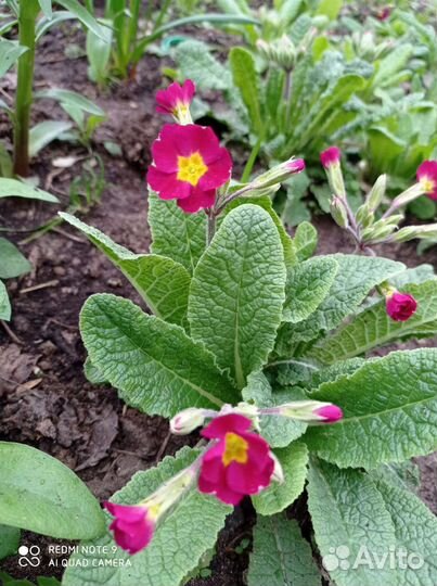 Примула садовая