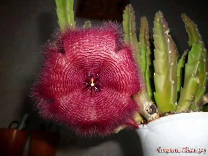 Кактусы, декабрист, алоэ домашние цветы
