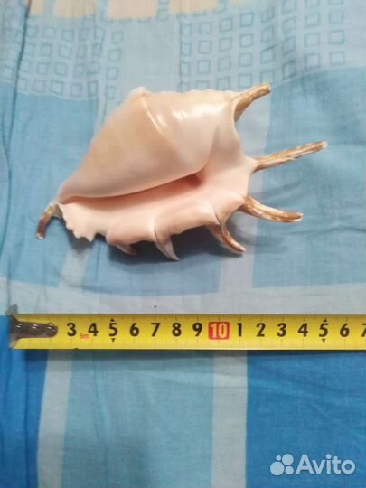 Морская ракушка