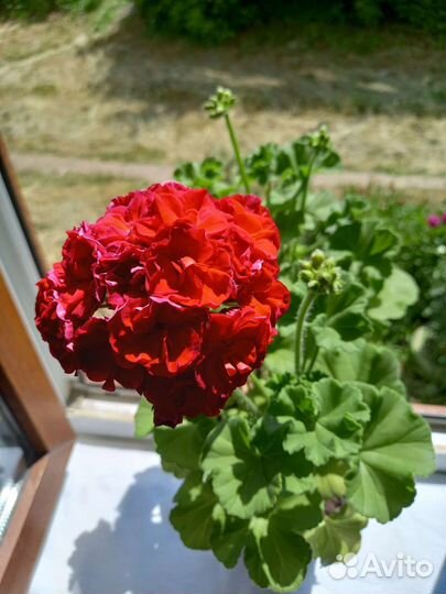 Пеларгония герань