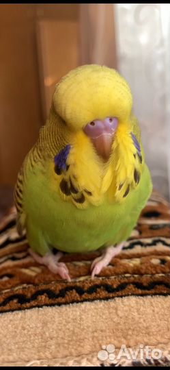 Выставочные Волнистые попугаи чехи