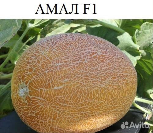 Семена бахчевых Арбуз Дыня Кукуруза Подвой