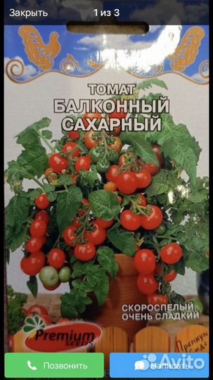 Рассада помидоров томатов Балконное Чудо
