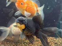 Золо�тая рыбка