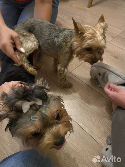 Инструктор по вязке собак