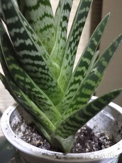 Алоэ пёстрое