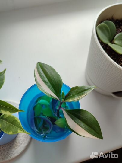 Эпипремнум неон, традесканция, каллизия, фикус