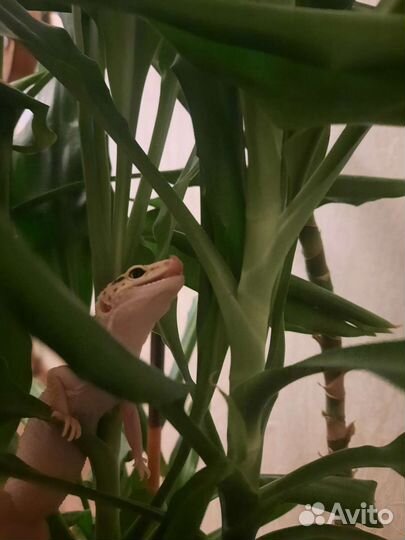 Леопардовый эублефар