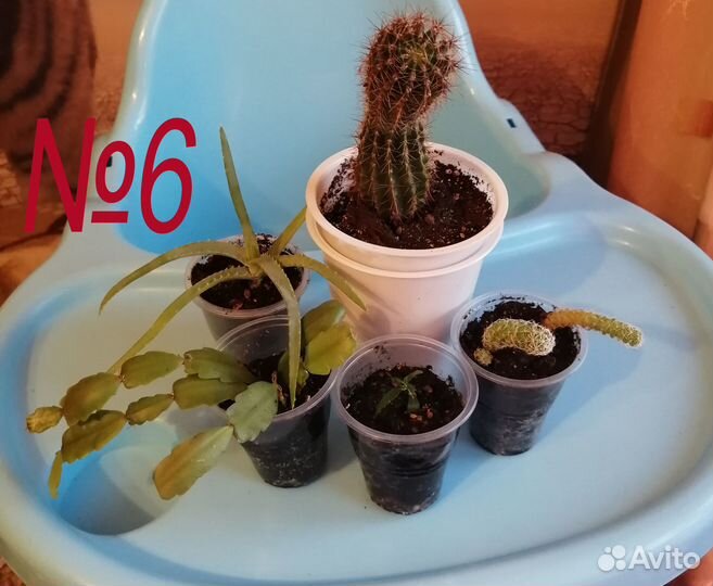 Комнатные растения, наборы отростков, ассорти