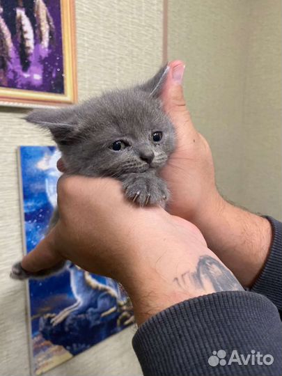Британская кошка в дар