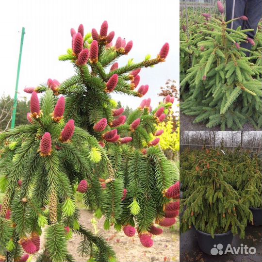 Декоративные растения для Вашего Сада, продаем