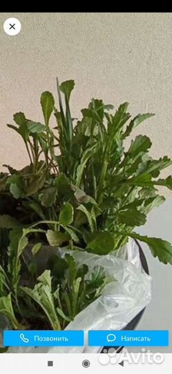 Крупные садовые ромашки