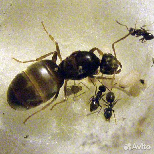 Муравьи Lasius niger