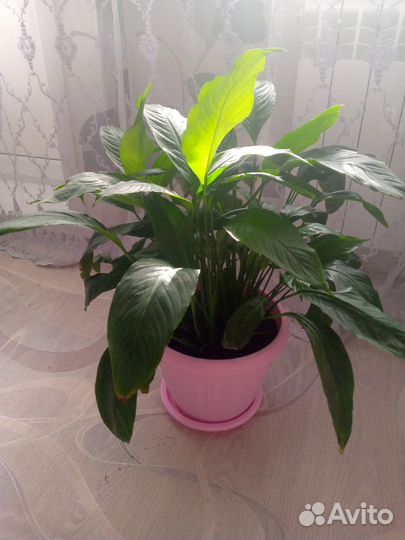 Комнатные растения/ Цветы большие для дома/офиса