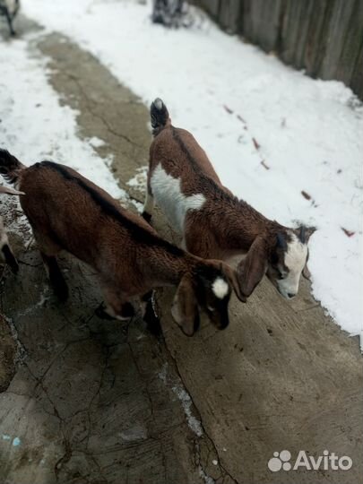 Дойные козы