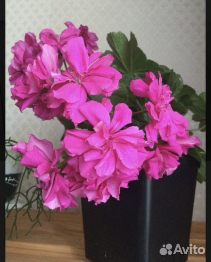 Пеларгония Ирида за роскошь